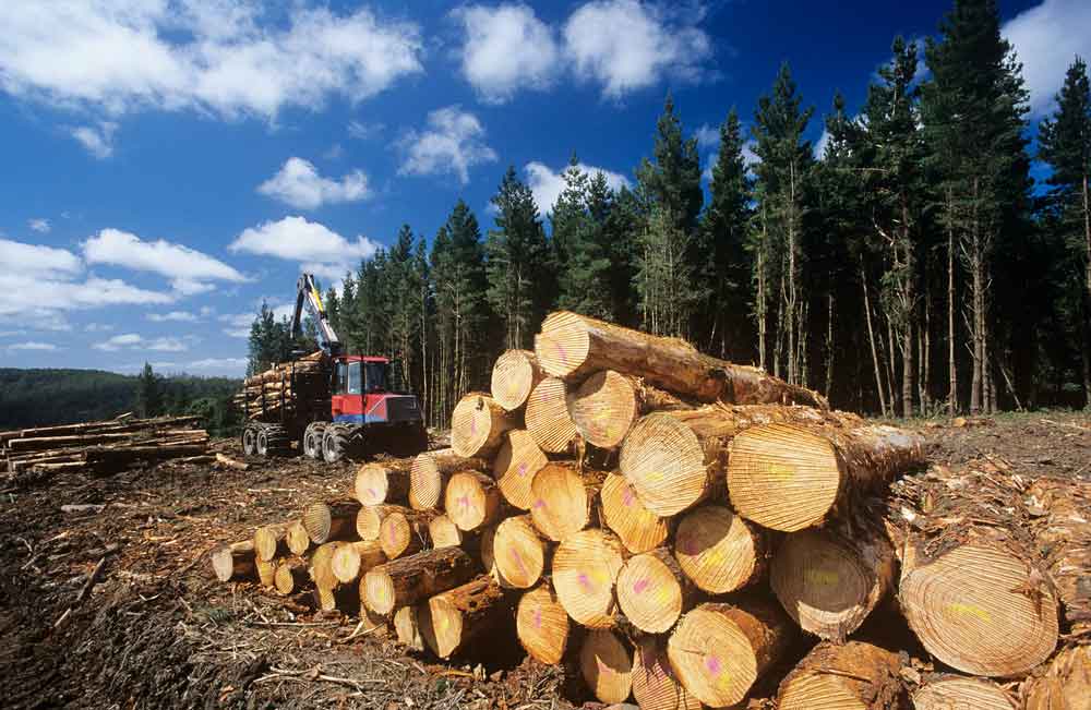Lucha contra la deforestación