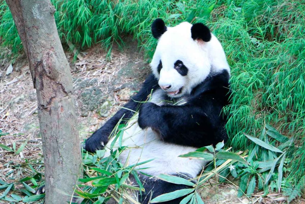 Oso panda