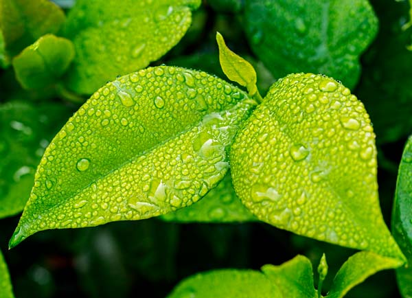 Foto-1 Naturaleza
