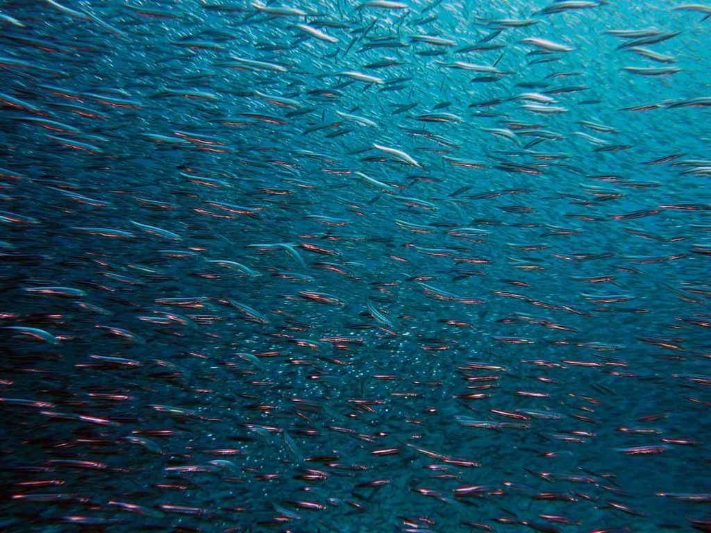 Vida Submarina