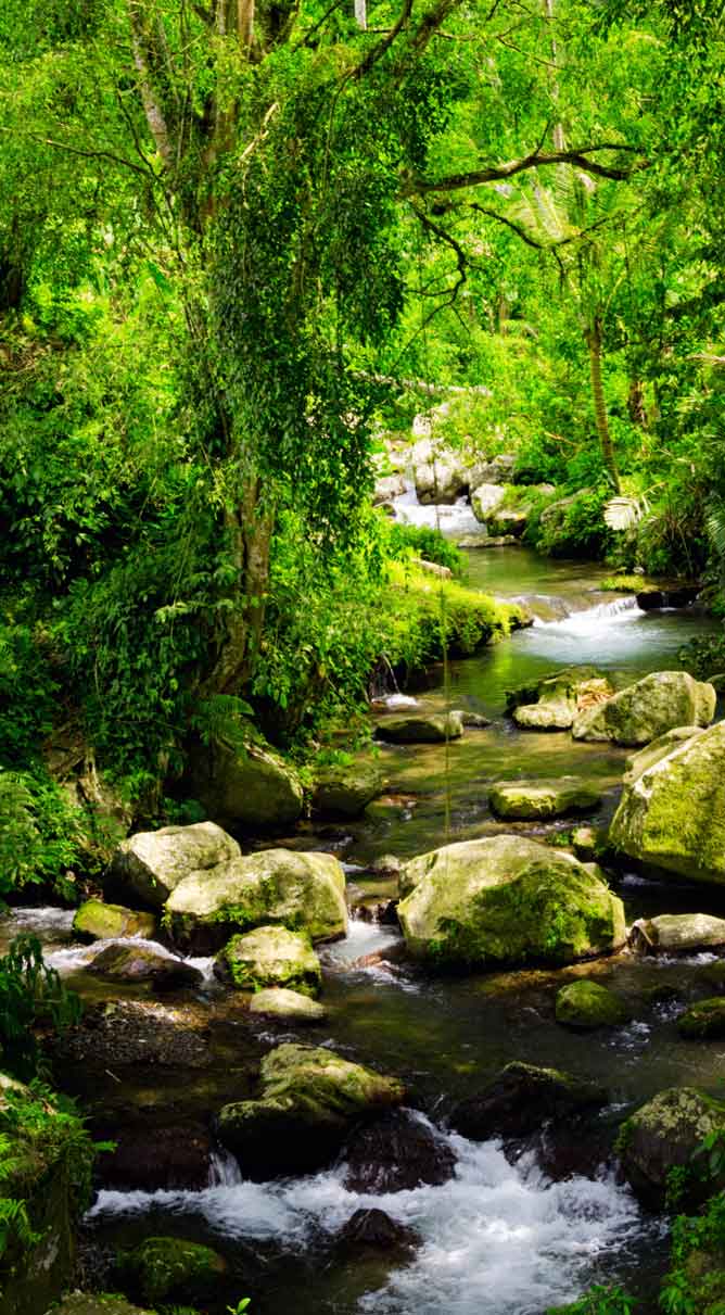 bosque-tropical-proteger-bosques bosque tropical